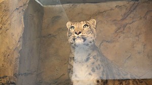 Wellington Zoo’s new snow leopards settling in, visitors delighted