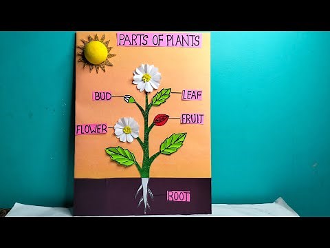 Parts of Plants/Parts of Plants 3D model/Parts of plant model for science project #partsofplant