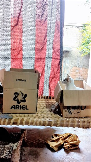 Thinking out of the box | #cat #shorts #trending #viral #funny