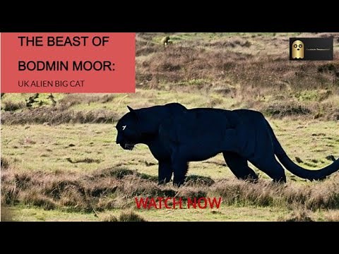 The Beast of Bodmin Moor: UK Alien Big Cat