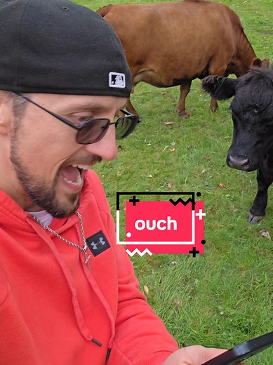 Funny Encounter with a Cow: Headbutt Surprise