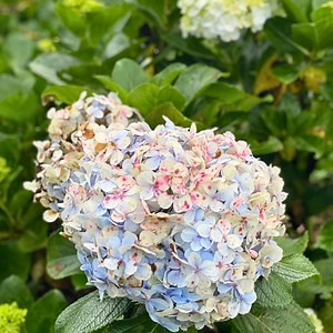 20 Vanilla Strawberry Hydrangea Seeds | Non-gmo Perennial Shrub | Easy Grow Garden Flowers - Etsy Canada