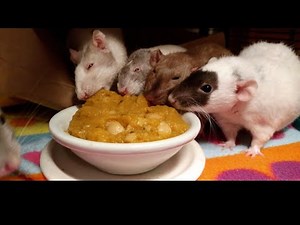 Rats Fight Over Dinner