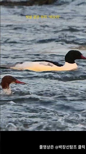 [비오리(Common Merganser)]