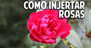 Cómo hacer injertos en Rosas - Paso a Paso - Cosas del Jardin