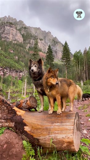 31 reactions | October 4 is celebrated as World Animal Day, highlighting the importance of animals and spreading awareness for their welfare. This day educates people about the world's most dangerous species, and at the same time they are also taught how to protect and rescue them. Credits: BViral | The Koala | Facebook