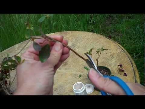 How to Propagate Azalea from your bonsai cuttings.mp4