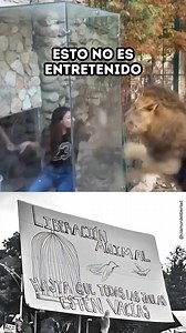 69K views · 2.1K reactions | Los leones viven en manadas de varios...