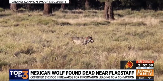 Reward offered after Mexican wolf found dead near Flagstaff