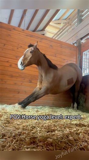 The Giant has a natural comedic flair#funnyhorsemoments#crazyhorsereactions#Sillyhorsesbeinggoofy