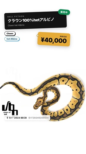 クラウン100%hetアルビノ / Clown 100%het Albino【ボールパイソン】#Shorts