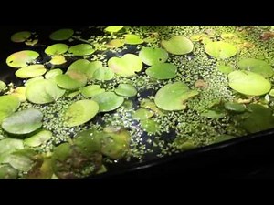 10 gallon African dwarf frog tank