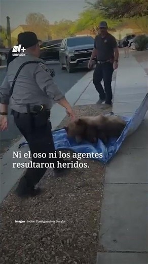 Sedated bear throws one of its rescuers