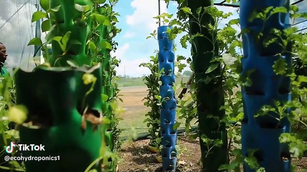Eco (@ecohydroponics1) - Understanding Hydroponics: Innovations in Agriculture