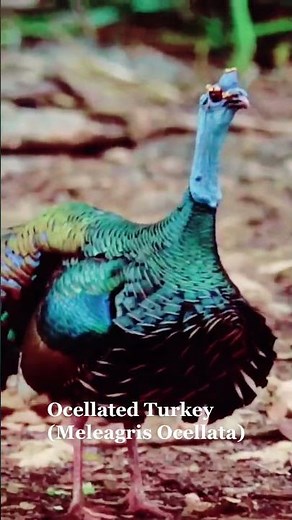 Ocellated Turkey
