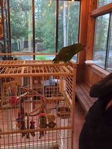 2K views · 164 reactions | Parrot Attack!! We rescued a bird named Lucy a few months ago, she has a lot of personality and caused quite a stir this day! #parrot #rescue #birdattack #rescuebird | Because We Matter | Facebook