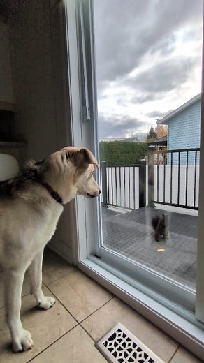 Moka vs. squirrels 🐿️😅 #squirrels #dogs #dogvssquirrel #dogreaction #funnydog #labsky #huskador #dogreacts | Christine and Moka