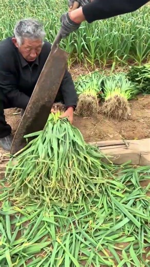 How to Harvest Garlic Sprouts with a Cleaver