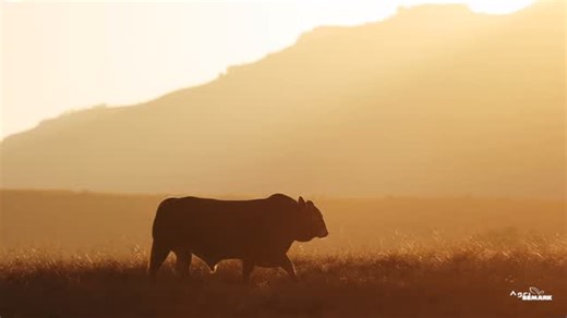 Beefmaster SA on Instagram: "Vandat die son sy eerste strale oor die veld strooi, totdat hy vanaand sy oranje verfkwas afspoel en wegbêre — bly die Beefmaster in Suid-Afrika gedy. ☀️🐂 Built for this land. Shaped by its challenges. Proven under the African sun. That’s Beefmaster SA! 📸 @agribemark • • • #beefmastersa #africansun #builtforafrica #veldstories #beefmasterpower"