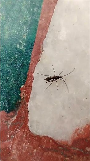 Xorides filiformis (parasitoid,Ichneumonidae)#viral#shorts#real#reels#video#footage #viralfeed#vlog