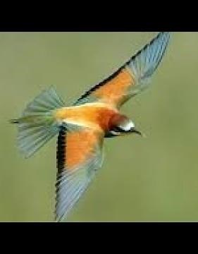 صوت الورور للصيد bee eater