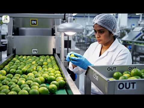 Inside the Lime Processing Factory: Modern Industrial Tech