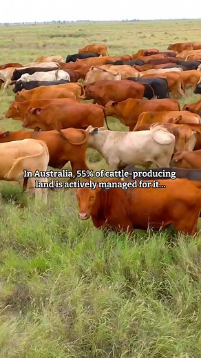 Biodiversity is an important part of healthy farming landscapes. When land is well cared for, grazing areas can provide habitats for native plants, animals and insects while supporting healthy soils 🌱 #AusGoodMeat #Biodiversity #SustainableFarming #NativePlants