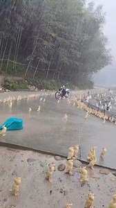 6.4M views · 41K reactions | Why ducks stand in the rain? | Hilarious Ted | Facebook