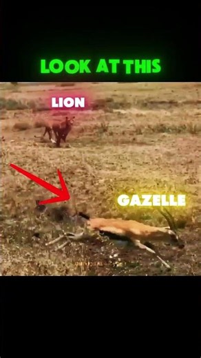 This GAZELLE Made its LAST MISTAKE! 💨🦁
