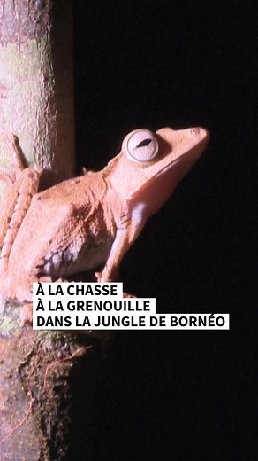 🐸 En pleine nuit, des touristes explorent la forêt tropicale de Bornéo qui abrite encore grands singes, éléphants et pythons. Mais c'est devant une créature bien plus modeste en apparence qu'ils s'émerveillent : des grenouilles. | Agence France-Presse