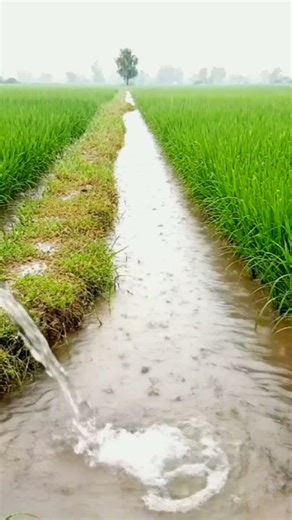 Machine Watering Paddy Field in Heavy Rain 🌧️🌾