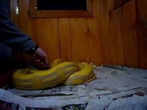 Purple Albino Tiger Reticulated Python
