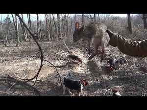 Swamp Rabbit Hunting in West Tennessee 2013