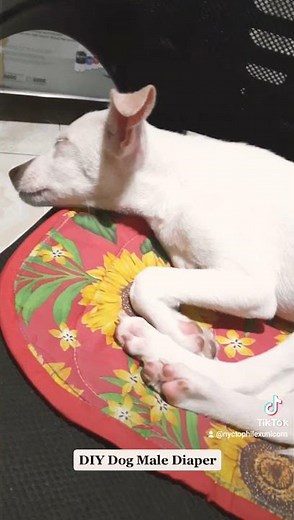 Diy Dog Male Diaper (Belly Wrap)
