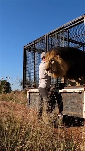 The Lion Whisperer on TikTok