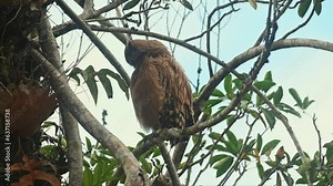 A newly fledged Buffy Fish Owl Ketupa ketupu, preening to clean its feathers while perching on a small small on a tree inside the national park of Thailand.