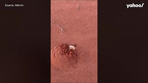 Rare encounter with marsupial mole caught on camera