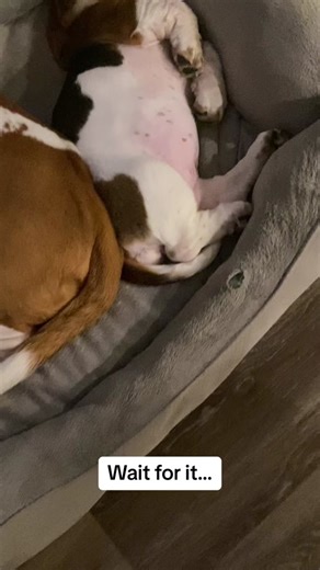 Wally Refuses to Share Dog Bed with Siblings