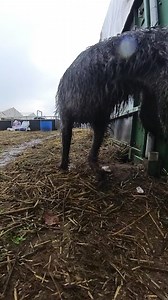 Misty managed to stop a sneaky rat that tried to evade us! | Suffolk and Norfolk rat pack