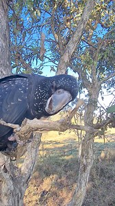 21K views · 757 reactions | As fresh as browse can get for Miss Clancy | Eddie's Flight Club | Facebook