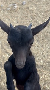 10K views · 707 reactions | Does Toto know his name? 樂 Toto is...