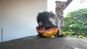 common marmoset eating papaya on the balcony