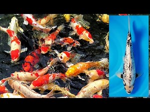 Ciri - Ciri atau Pertanda ikan koi bisa JUMBO dan BESAR / How to know my koi can turning JUMBO.??