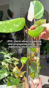 2.1K views · 2.5K reactions | Buy the small plant ➡️ Chop & Prop ➡️...