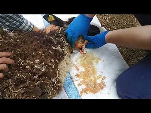 Apse boşaltma -Abscess draining