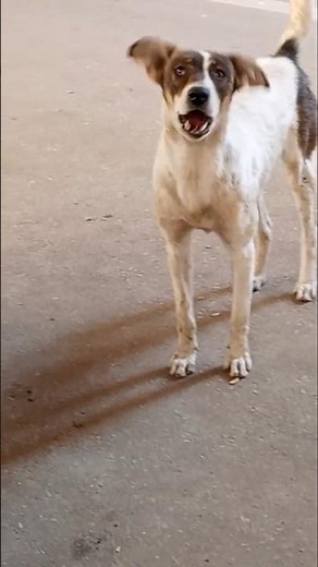 Bark + Wag = Excited or Afraid? #DogBehavior
