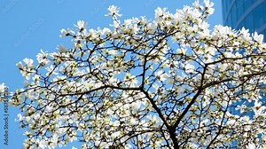 Magnolia Burrard in Vancouver Station Downtown during cherry blossoms skyscraper and blue sky buds of beautiful snow-white tree that have not yet blossomed curved branches background for ad text