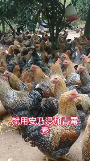 #养鸡小妙招 #养鸡秘诀 #禽病防治 #farming #饲养员日常 #科普 #饲养员日常 #科普 #百科密码