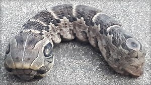Bizarre "two-headed snake" that baffled the internet identified