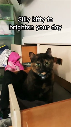 Silly kitty #cat #car #cute #kitty #happiness